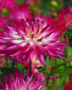 Dahlia Dutch Explosion52